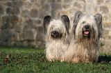 SKYE TERRIER 033